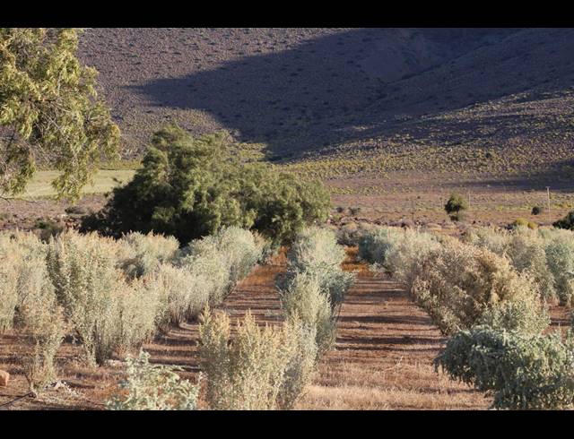 3,107HA FARM FOR SALE IN CALVINIA RURAL